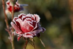 Nachtfrost
