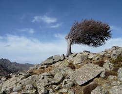 Westwetterlage