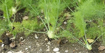 Gartenlexikon Juni: Knollenfenchel